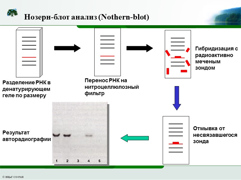 Разделение РНК в денатурирующем геле по размеру Перенос РНК на нитроцеллюлозный фильтр  Отмывка